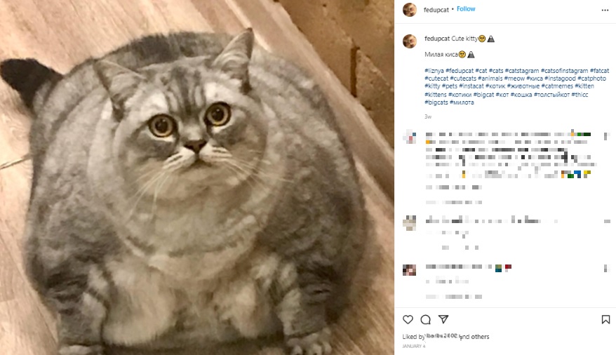 丸々と太ったリザーニャ（画像は『Liznya the Cat　2022年1月4日付Instagram「Cute kitty」』のスクリーンショット）