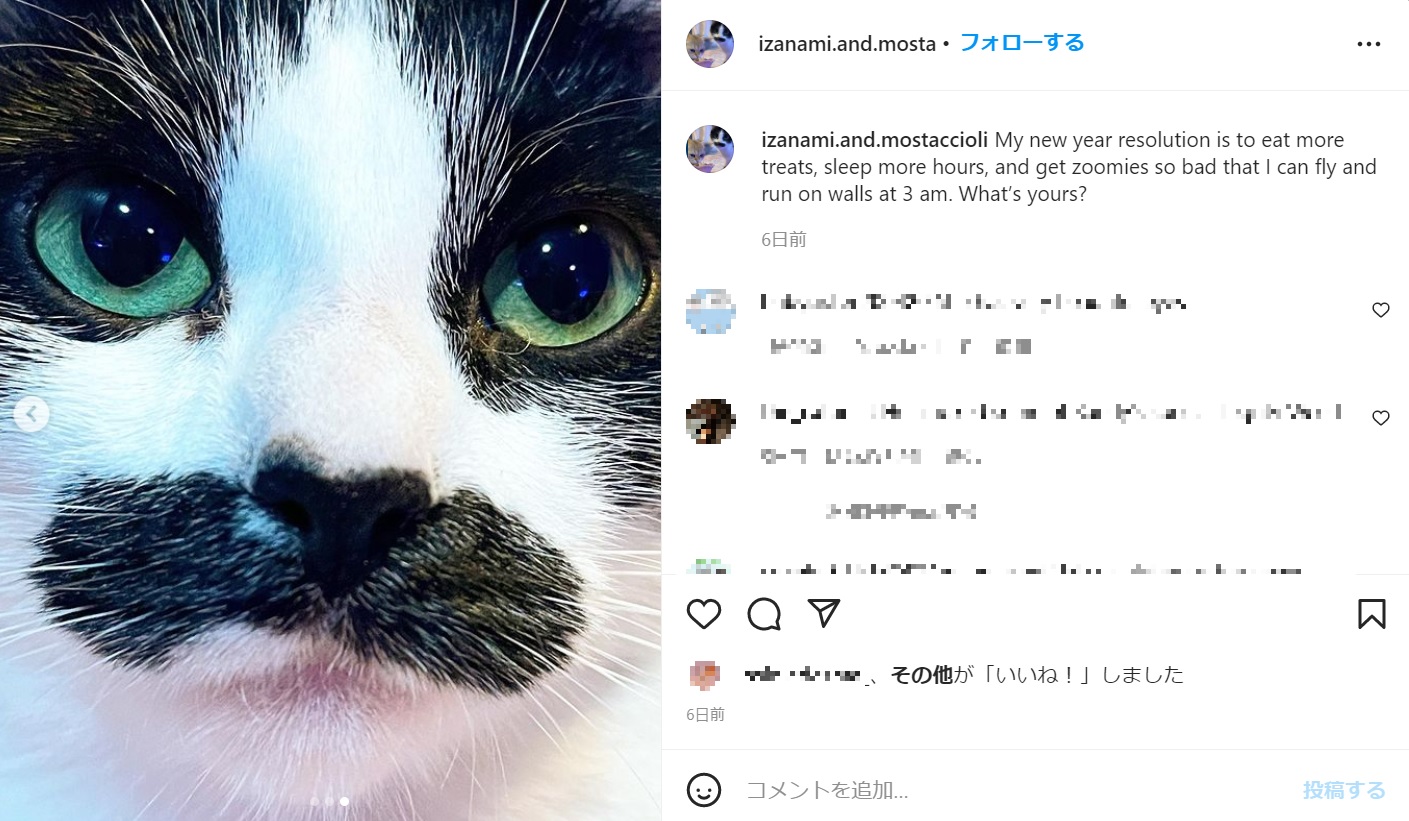Instagramで大人気のモスタッチョーリ（画像は『Mostaccioli Izanami　2022年1月3日付Instagram「My new year resolution is to eat more treats, sleep more hours, and get zoomies so bad that I can fly and run on walls at 3 am.」』のスクリーンショット）