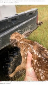 子鹿を手に取るローソンさん（画像は『The Daily Star　2022年1月20日付「Hero dog rescues baby deer from drowning in fast-flowing river in heartwarming video」（Image: TikTok/_lawson_4）』のスクリーンショット）