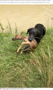 ローソンさんのもとに連れてきたラブ（画像は『The Daily Star　2022年1月20日付「Hero dog rescues baby deer from drowning in fast-flowing river in heartwarming video」（Image: TikTok/_lawson_4）』のスクリーンショット）