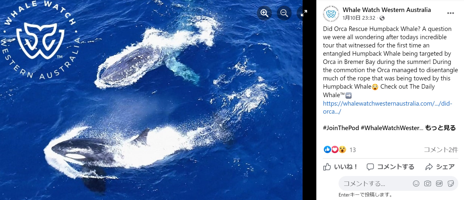 クジラの尾びれに絡まった網が外れると去っていくシャチ（画像は『Whale Watch Western Australia　2022年1月10日付Facebook「Did Orca Rescue Humpback Whale?」』のスクリーンショット）