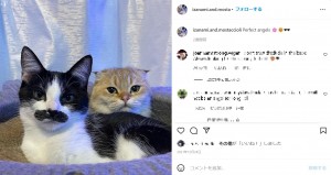 後から来た猫とも仲良しのモスタッチョーリ（画像は『Mostaccioli Izanami　2021年12月24日付Instagram「Perfect angels」』のスクリーンショット）