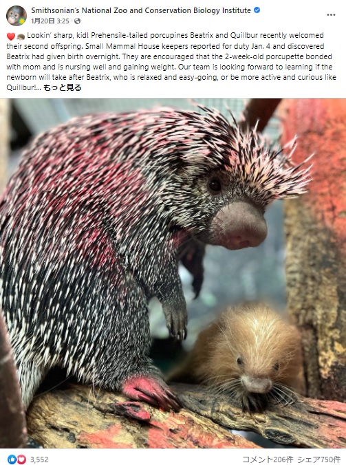 母親のそばで過ごすヤマアラシの赤ちゃん（画像は『Smithsonian’s National Zoo and Conservation Biology Institute　2022年1月20日付Facebook「Lookin’ sharp, kid!」』のスクリーンショット）