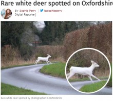 【海外発！Breaking News】野を駆ける神々しい真っ白な子鹿　撮影者は「魔法のようだった」と息を飲む（英）