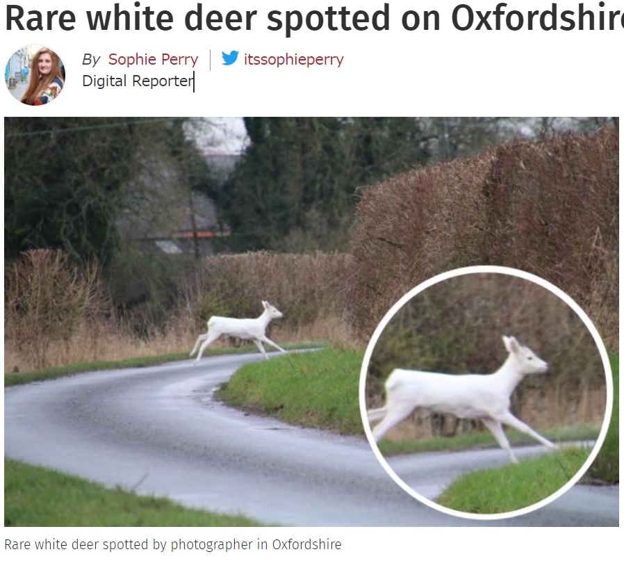 真っ白な毛並みが神々しい鹿（画像は『Oxford Mail　2022年1月6日付「Rare white deer spotted on Oxfordshire border」』のスクリーンショット）