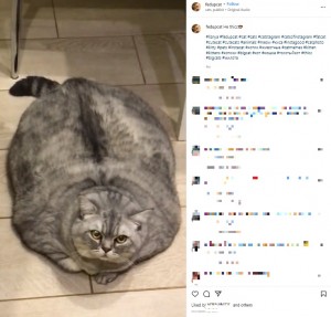 【海外発！Breaking News】丸々と太ったネコ、飼い主はダイエット中と主張も「虐待では？」の声（露）