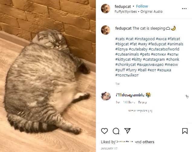 息をするのも苦しそうなリザーニャ（画像は『Liznya the Cat　2022年1月17日付Instagram「The cat is sleeping」』のスクリーンショット）