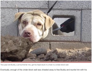 【海外発！Breaking News】ブロック塀に頭がはまってしまった犬　他の犬に噛まれる二重の災難に見舞われながらも無事救出（米）＜動画あり＞