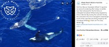 【海外発！Breaking News】網が絡まったクジラ　天敵のはずのシャチが助ける姿に「この姿を見習わないと」（豪）＜動画あり＞