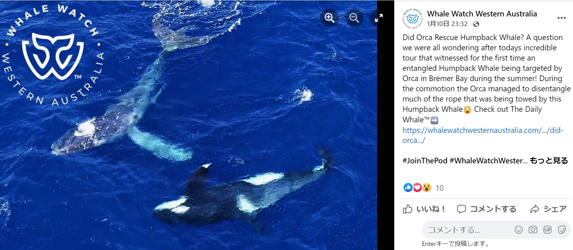 尾びれに網が絡まり、弱っていたザトウクジラの子ども（画像は『Whale Watch Western Australia﻿　2022年1月10日付Facebook「Did Orca Rescue Humpback Whale?」』のスクリーンショット）
