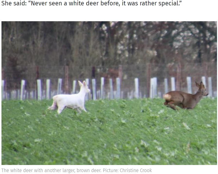 茶色い体毛の母鹿を追いかける子鹿（画像は『Oxford Mail　2022年1月6日付「Rare white deer spotted on Oxfordshire border」（Picture: Christine Crook）』のスクリーンショット）