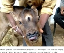【海外発！Breaking News】第三の目と4つの鼻の穴を持つ牛が誕生　“シヴァ神”の生まれ変わりと崇められる（印）＜動画あり＞