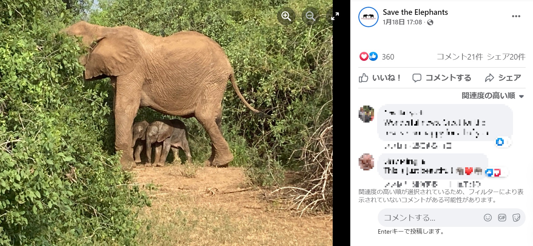 常に一緒にいる双子の子ゾウ（画像は『Save the Elephants　2022年1月18日付Facebook「Exciting news! Elephant TWINS have been born in Samburu National Reserve!」』のスクリーンショット）