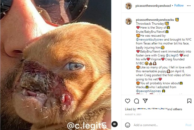母犬に襲われた後の生後5週のニュート（画像は『Picasso　2021年8月6日付Instagram「Throwback Thursday!」』のスクリーンショット）