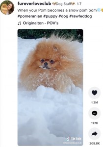 雪遊びが大好きなポメラニアン（画像は『Dog Stuff　2022年1月7日付TikTok「When your Pom becomes a snow pom pom」』のスクリーンショット）
