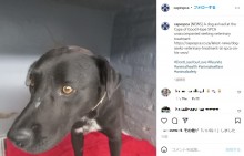 【海外発！Breaking News】怪我をした犬、自ら動物保護団体に助けを乞う（南ア）