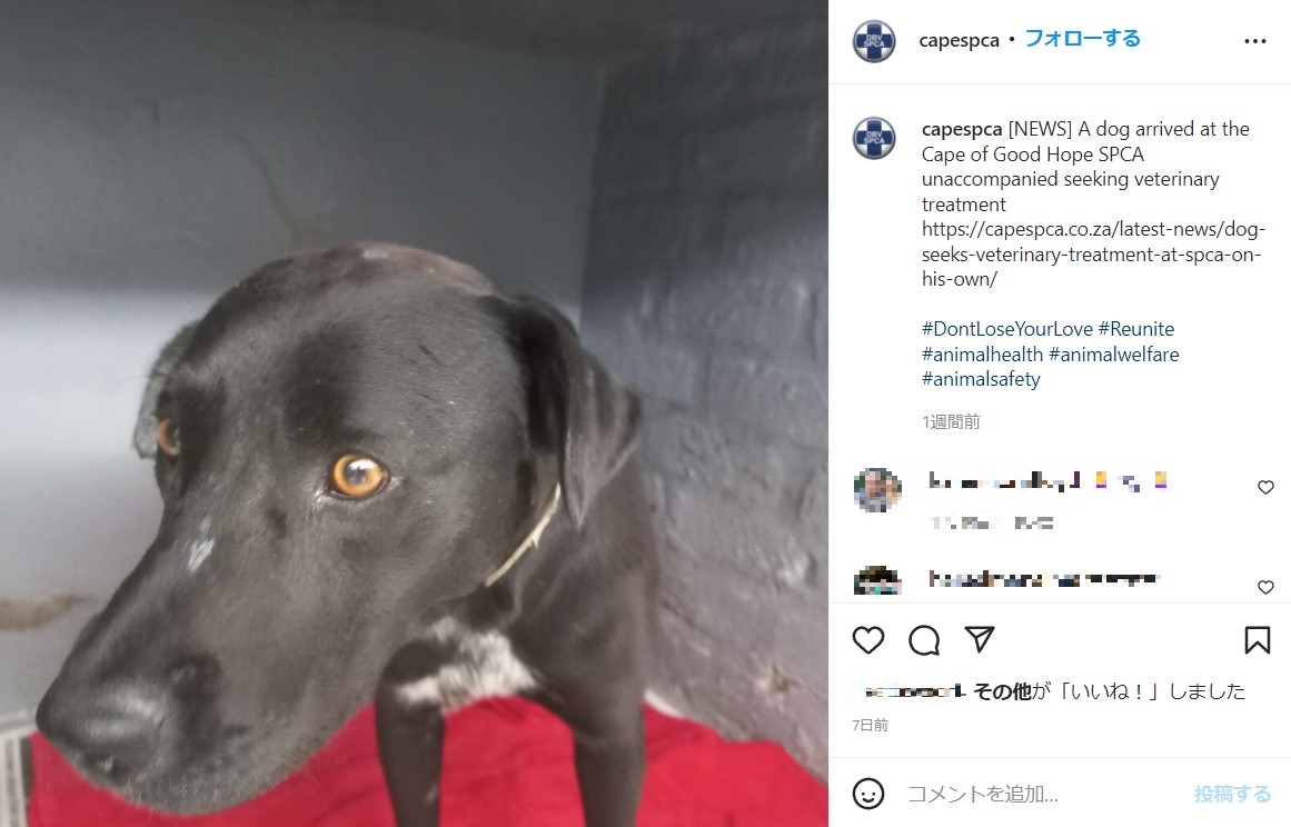 本能で助けを求めた犬（画像は『Cape of Good Hope SPCA　2022年2月2日付Instagram「［NEWS］ A dog arrived at the Cape of Good Hope SPCA」』のスクリーンショット）
