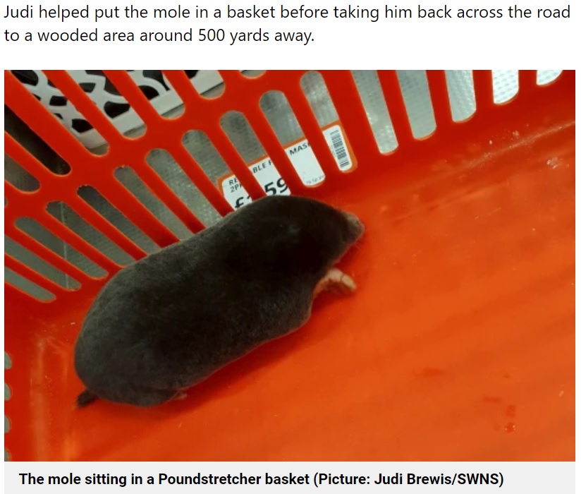 店のレジ横に突然現れたモグラ（画像は『Metro　2022年2月8日付「Mole found hunting for bargains in Poundstretcher is named Ernest」（Picture: Judi Brewis/SWNS）』のスクリーンショット）