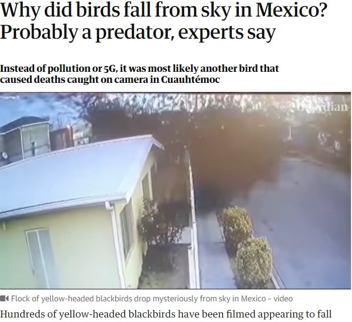 住宅街に突如落下するキガシラムクドリモドキの群れ（画像は『The Guardian　2022年2月14日付「Why did birds fall from sky in Mexico? Probably a predator, experts say」』のスクリーンショット）