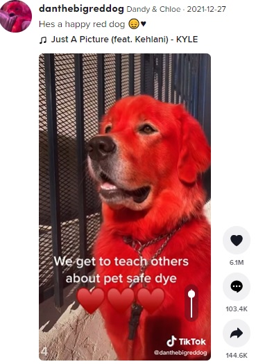 鮮やかな赤のダンディ（画像は『Dandy & Chloe　2021年12月27日付TikTok「Hes a happy red dog」』のスクリーンショット）