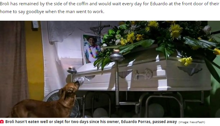 飼い主の写真を見つめるブロリー（画像は『The Daily Star　2022年2月11日付「Devastated dog pines for owner at his funeral after being killed in deadly landslide」（Image: Newsflash）』のスクリーンショット）