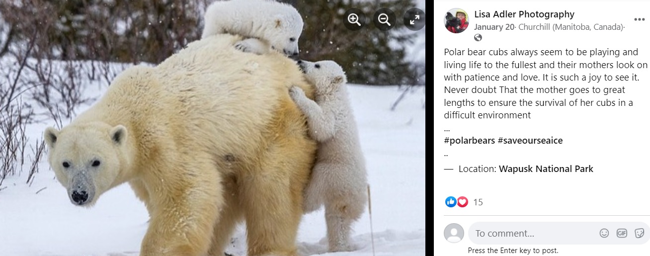 母グマに守られて遊ぶ2頭の子グマ（画像は『Lisa Adler Photography　2022年1月20日付Facebook「Polar bear cubs always seem to be playing」』のスクリーンショット）