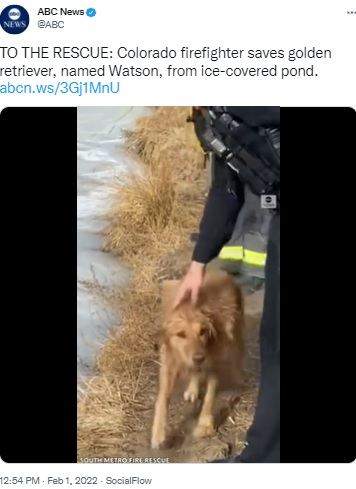 岸に上がって喜ぶワトソン（画像は『ABC News　2022年2月1日付Twitter「TO THE RESCUE: Colorado firefighter saves golden retriever」』のスクリーンショット）