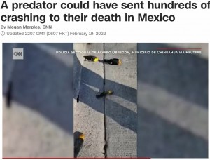 息絶えて地面に横たわるキガシラムクドリモドキ（画像は『CNN International　2022年2月19日付「A predator could have sent hundreds of blackbirds crashing to their death in Mexico」（REUTERS）』のスクリーンショット）
