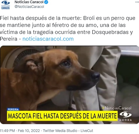 悲しい目をしたブロリー（画像は『Noticias Caracol　2022年2月10日付Twitter「Fiel hasta después de la muerte」』のスクリーンショット）