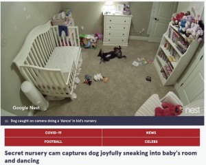 嬉しくて仕方ない犬（画像は『The Mirror　2022年2月2日付「Secret nursery cam captures dog joyfully sneaking into baby’s room and dancing」（Image: ＠fearsupply / TikTok）』のスクリーンショット）