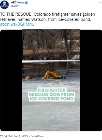 池に落ちた犬の救出にあたる消防隊員（画像は『ABC News　2022年2月1日付Twitter「TO THE RESCUE: Colorado firefighter saves golden retriever」』のスクリーンショット）