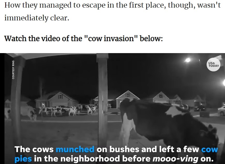 街中を闊歩する牛たち（画像は『Patch　2022年2月24日付「‘Bandit’ Cows Invade Georgia Neighborhood: Video」（USA TODAY）』のスクリーンショット）