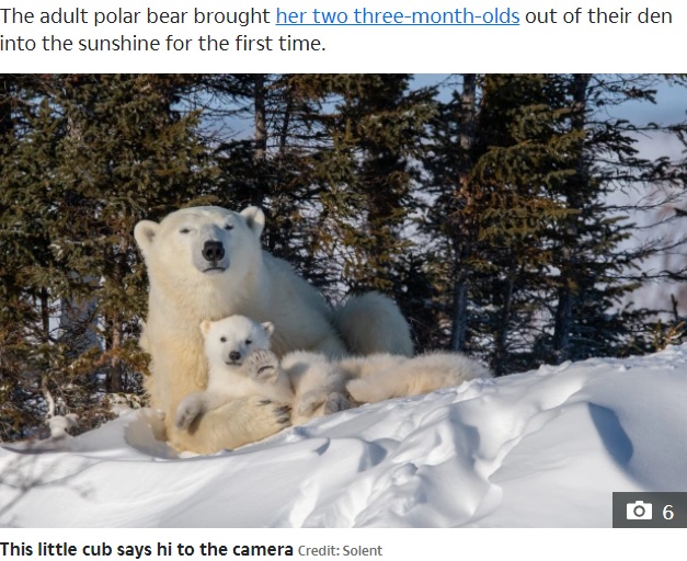 カメラに向かって手を振る（？）子グマ（画像は『The Sun　2022年2月18日付「POLAR-OID PICTURE Adorable polar bear cub waves at the camera in breathtaking snaps」（Credit: Solent）』のスクリーンショット）