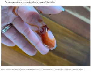 指で触れてみると粘度の高い液体だったことが明らかに（画像は『ABC　2022年2月9日付「Heatwave leads to historic hive meltdown inside Perth wall cavity」（Supplied: Diana Gomes）』のスクリーンショット）