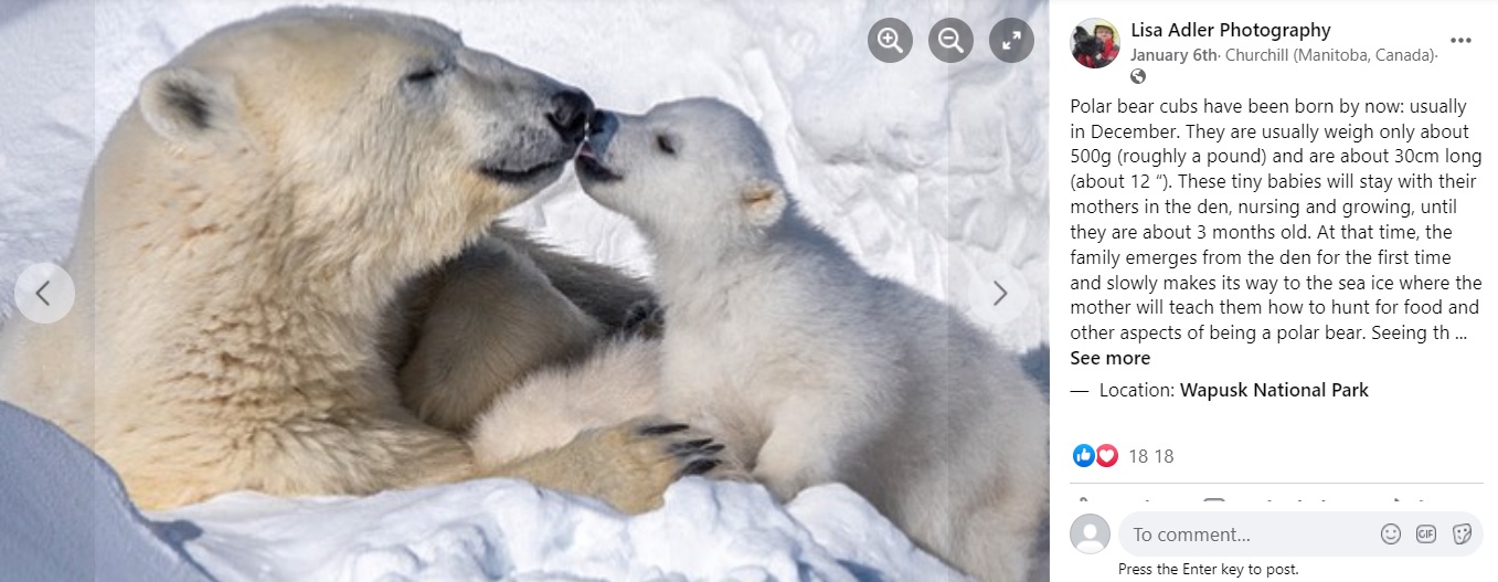 母グマにキスする生後3か月頃の赤ちゃん（画像は『Lisa Adler Photography　2022年1月6日付Facebook「Polar bear cubs have been born by now」』のスクリーンショット）