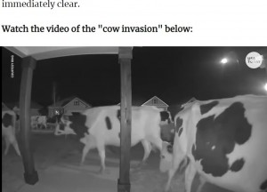 【海外発！Breaking News】深夜3時に現れた訪問者　住宅街を大量の牛が練り歩く（米）＜動画あり＞