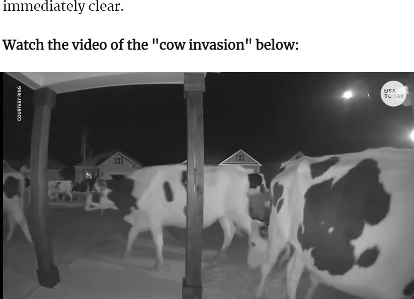 深夜に突然、街に現れた大量の牛（画像は『Patch　2022年2月24日付「‘Bandit’ Cows Invade Georgia Neighborhood: Video」（USA TODAY）』のスクリーンショット）