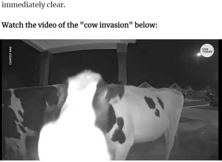 防犯カメラを食べようとする牛も（画像は『Patch　2022年2月24日付「‘Bandit’ Cows Invade Georgia Neighborhood: Video」（USA TODAY）』のスクリーンショット）