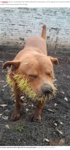 痛々しいソー（画像は『The Daily Star　2022年2月22日付「Dog named ‘Thor’ left with hundreds of spikes in his face after fight with porcupine」（Image: Newsflash）』のスクリーンショット）