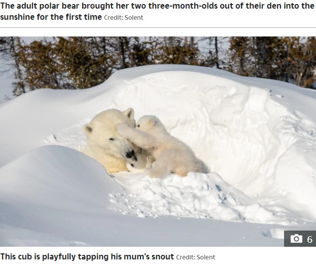 母グマと遊ぶ子グマ（画像は『The Sun　2022年2月18日付「POLAR-OID PICTURE Adorable polar bear cub waves at the camera in breathtaking snaps」（Credit: Solent）』のスクリーンショット）