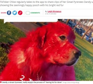 真っ赤に染められたダンディ（画像は『The Daily Star　2022年1月31日付「TikToker accused of ‘animal abuse’ for dyeing dog red but she says colour keeps him safe」（Image: ＠danthebigreddog）』のスクリーンショット）