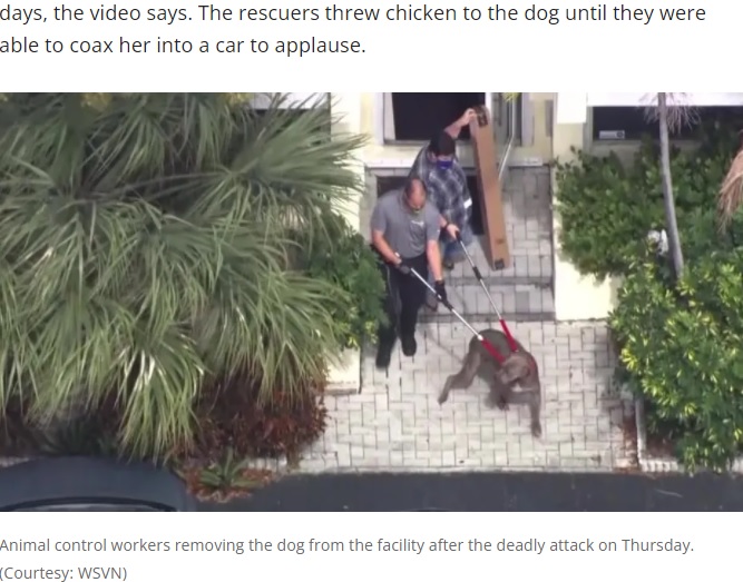 動物シェルターから連れ出されるグラディス（画像は『FOX 13 Tampa Bay　2022年2月18日付「Dog euthanized after mauling woman to death at Florida animal shelter」（Courtesy: WSVN）』のスクリーンショット）