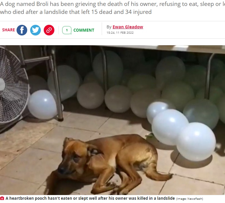 飼い主の棺のそばを離れない犬（画像は『The Daily Star　2022年2月11日付「Devastated dog pines for owner at his funeral after being killed in deadly landslide」（Image: Newsflash）』のスクリーンショット）