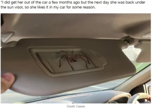 発見当時の倍である15センチの大きさに成長した“スティーブ”（画像は『LADbible　2022年2月4日付「Aussie Bloke Who Found Huge Spider In His Car Has Kept Her As A Pet For A Year」（Credit: Caters）』のスクリーンショット）