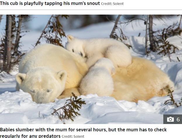 母グマに寄り添う子供たち（画像は『The Sun　2022年2月18日付「POLAR-OID PICTURE Adorable polar bear cub waves at the camera in breathtaking snaps」（Credit: Solent）』のスクリーンショット）