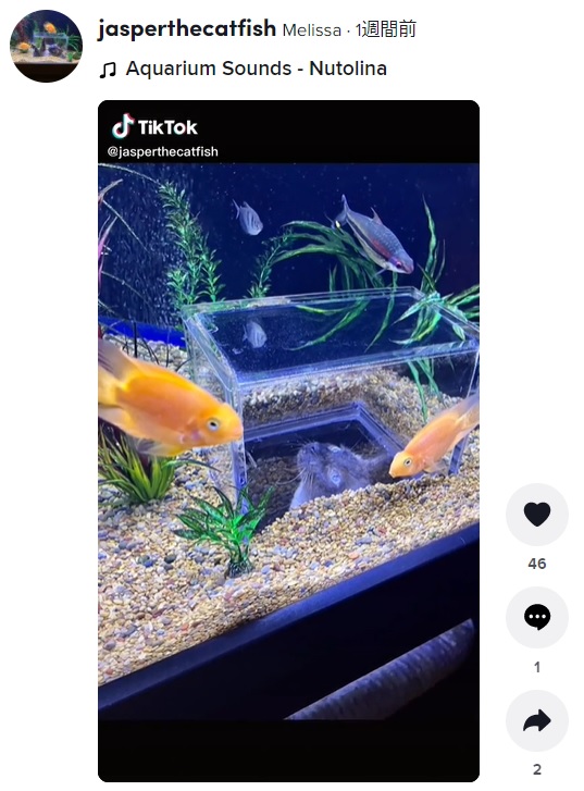 目を輝かせて熱帯魚を観察する猫（画像は『Melissa　2022年2月3日付TikTok』のスクリーンショット）
