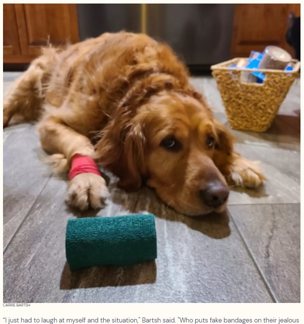 新たな犬がやってきたことで嫉妬心が爆発したゴールデン・レトリバー（画像は『The Dodo　2022年2月10日付「Jealous Dog Fakes An Injury After Her Brother Hurts His Paw」（CARRIE BARTSH）』のスクリーンショット）