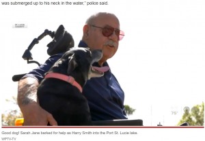 7年かけて信頼関係を築いてきたサラとハリーさん（画像は『New York Post　2022年2月8日付「Hero dog helps save wheelchair-bound owner, 81, from Florida lake」（WPTV-TV）』のスクリーンショット）