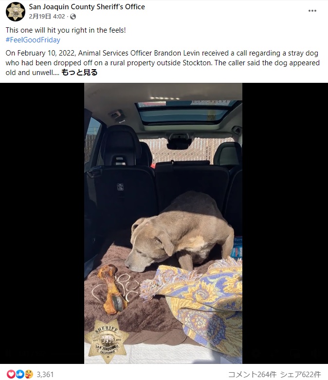 行方不明になった場所から約100キロ離れた地点で見つかった犬（画像は『San Joaquin County Sheriff’s Office　2022年2月19日付Facebook「This one will hit you right in the feels!」』のスクリーンショット）