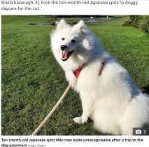 【海外発！Breaking News】無資格のトリマーによって変わり果てた愛犬　「元の姿に戻るには1年以上かかる」（アイルランド）